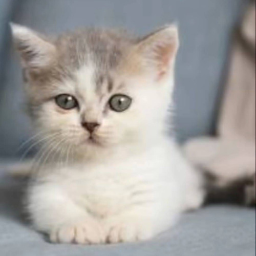 drill w wielkim 2025 swag