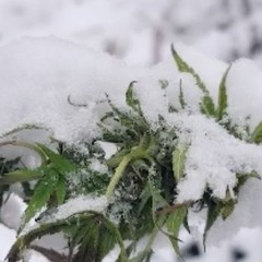 flower patch / 4 seasons in 1 day