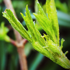 Green Shoots