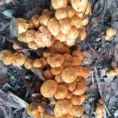 blind_chaos_0d4c971b-41e4-43a1-92d3-0c5c9095c2da.mp3