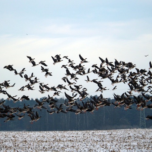 Winter Flocks (A Wildlife Feature by Tom Rowland)