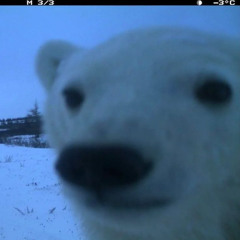 polar bear