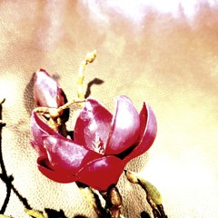 gothic lovesong