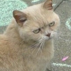 Porque o Elon Musk trocou o nome do Twitter pra X?