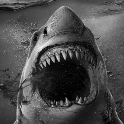 FINNINGHAM - SHARK TALE