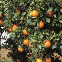 orange groves