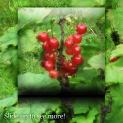 cool fruit