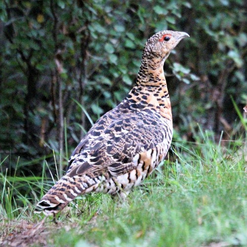 YouTubeda erotik jinsiy aloqa filmlarini tomosha qiling.