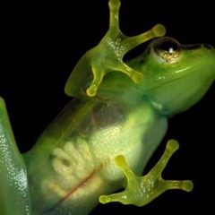 Freezepop - Plastic Stars (Commodore Vic's Sleeping Dogs Mix)