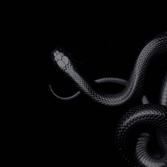 Snake (prod by 140bricks)