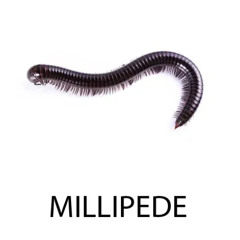 Millipede