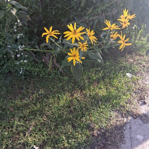 Fuzzy, something fuzzy and cold...