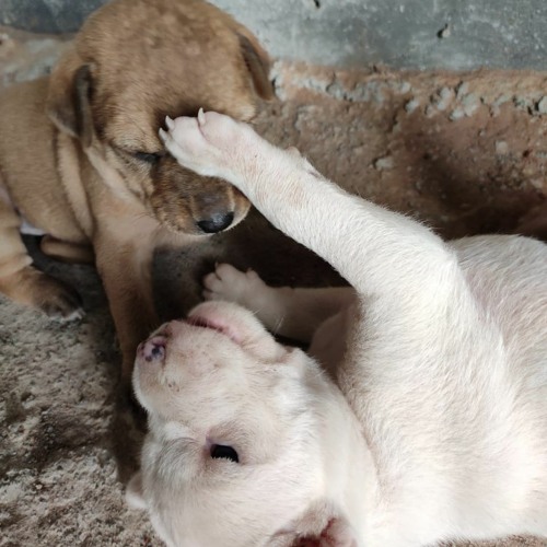 Trio Sonata in E flat major, BWV 525 - III. Allegro