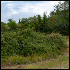 1h15 ambiance nocturne Grillon d'Italie et autres insectes