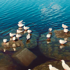 Tama Waterfowl