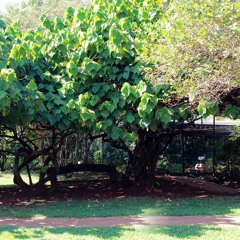 13.07.2021  - Cap. V - Bem Aventurados os Aflitos - O Mal e o Remédio (3)