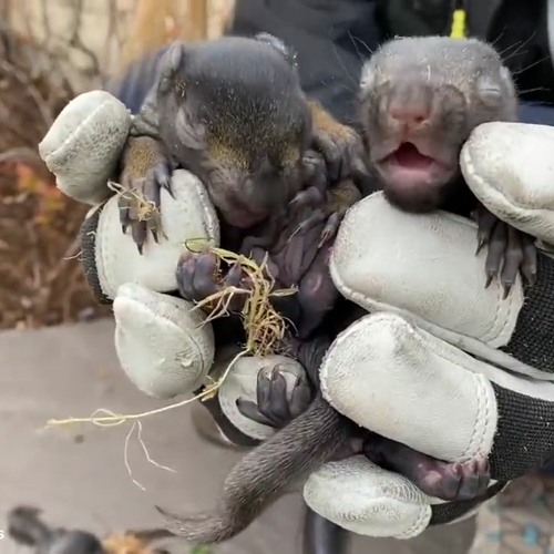 Squirrels Rapping Stream episode AAAC Wildlife Removal of San Antonio - Trapping ...