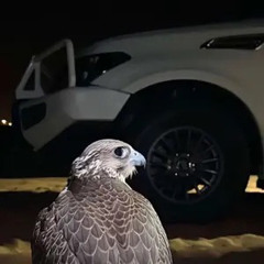 قبل يومين واجهت الظبا / بدون موسيقى