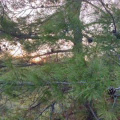 Sunlight