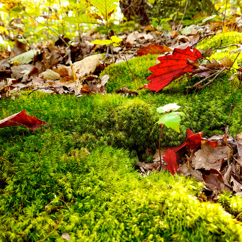 Among the Red Leaves (NaviarHaiku369)