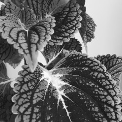 2024 Promo set (extended)