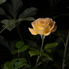 MIDNIGHT BLOOM [PROD. ARRON CITRINE]