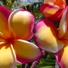 Nofo mai taahine by Pulinoa 2014