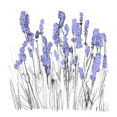 PREVIEWS: Music To Watch Seeds Grow By 006: Lapalace (Lavender)