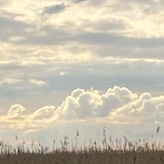 Uncast - from The Butler's Pet Mole.