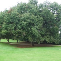 Roble Gros del Golf - Sant Cugat del Vallès / Big Golf Oak - Sant Cugat del Vallès