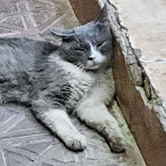 PAWPPYS - PAWS (SCREAMY101 REMIX)