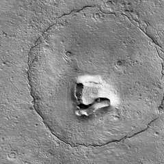 A Bear on Mars?