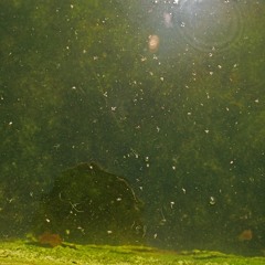 wet by tongues of fire