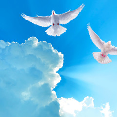 Dove