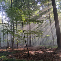 Witchtape #200 | Guest Wizz : Schwofdrossel