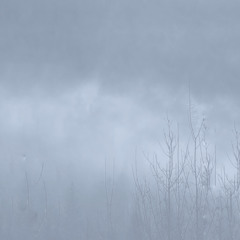 Black Forest Tape 2/3 [Snippets]