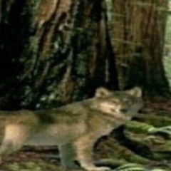 Lida Лиза (speedup)