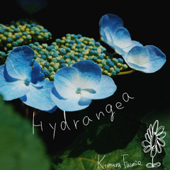 Hydrangea (Rearranged 2025)