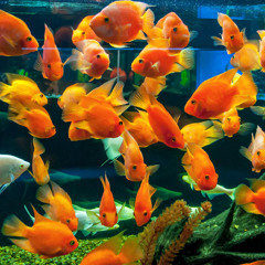 Mitraz & os Amores Q Mordem (prodby.reisybeatz)