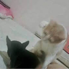 218.img - Namchan ft Mint