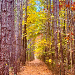 Trailing Behind - A Christian McIntosh