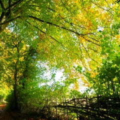 Nature In Us