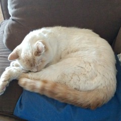 Cat Blanket (2019)