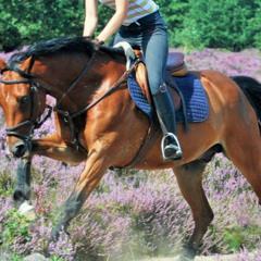 Memories on a Horse Back