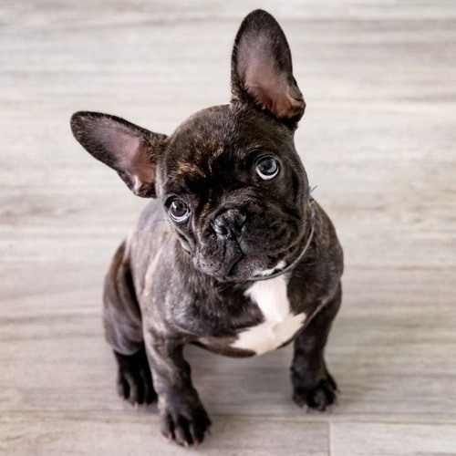 Signal Alerte, 50000 Location