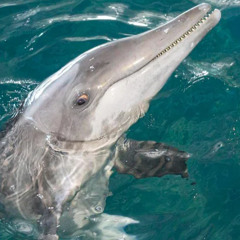 Flipper Blues [Flipper]
