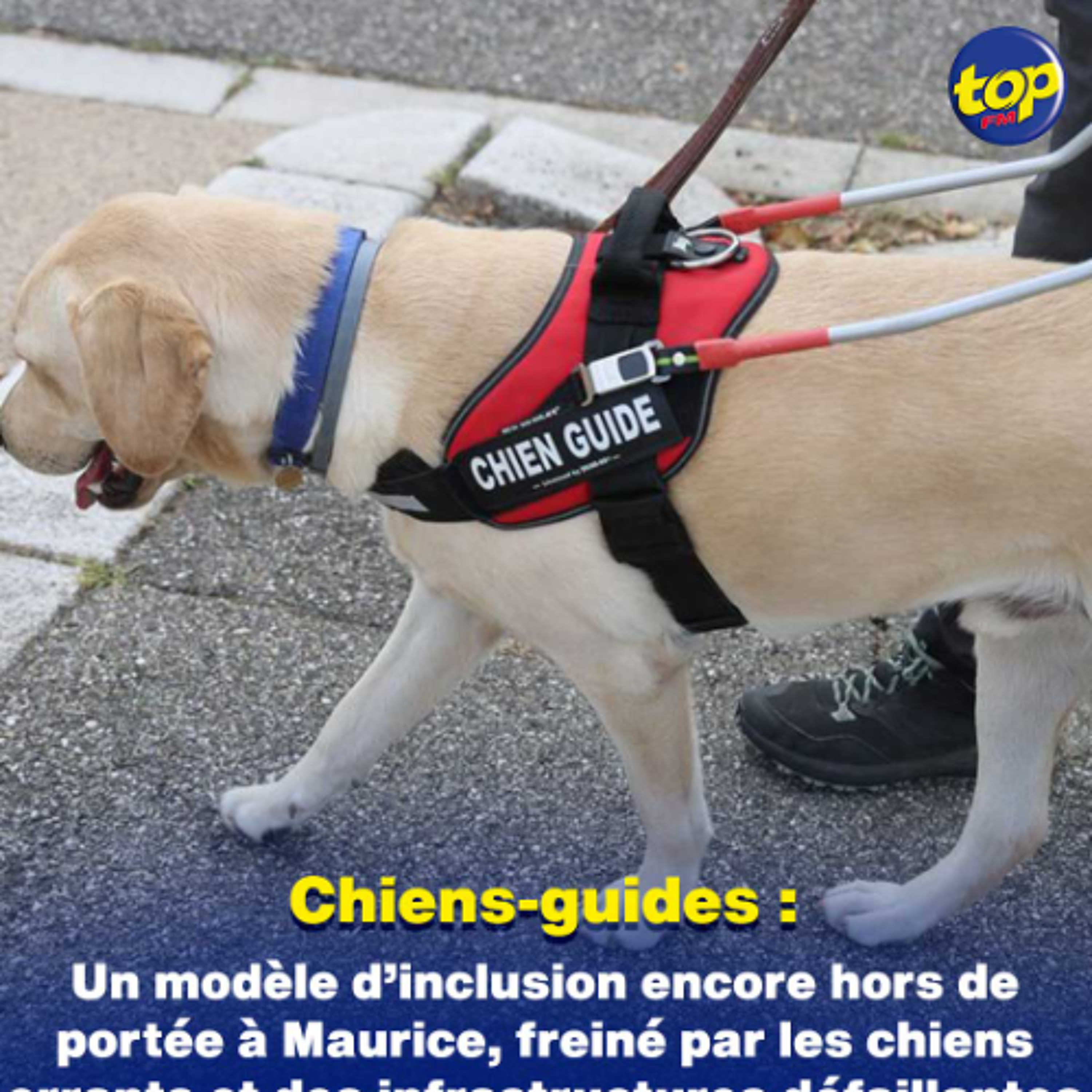 Chiens-guides : Un modèle d’inclusion encore hors de portée à Maurice, freiné par les chiens errants et des infrastructures défaillantes selon l’Association Lizie Dan La Main