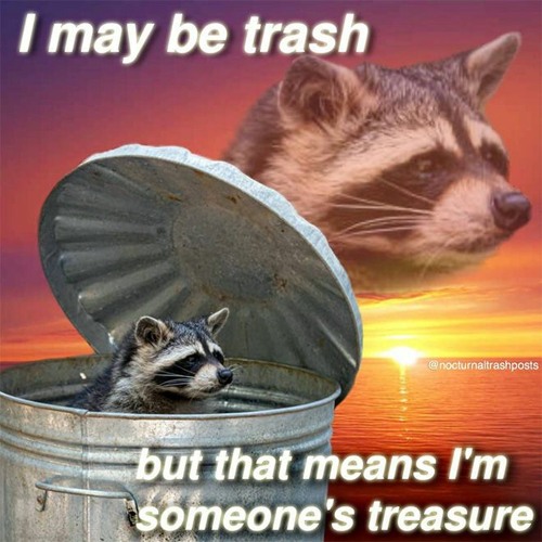 raccoon shenanigans