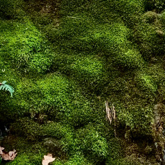 In a Soft Green Bed of Moss, There is Solace