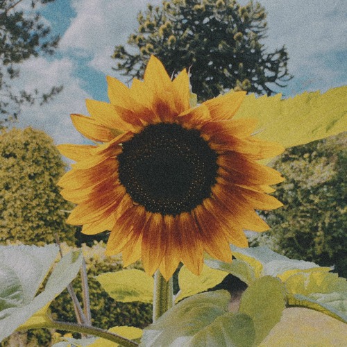 Under the sun